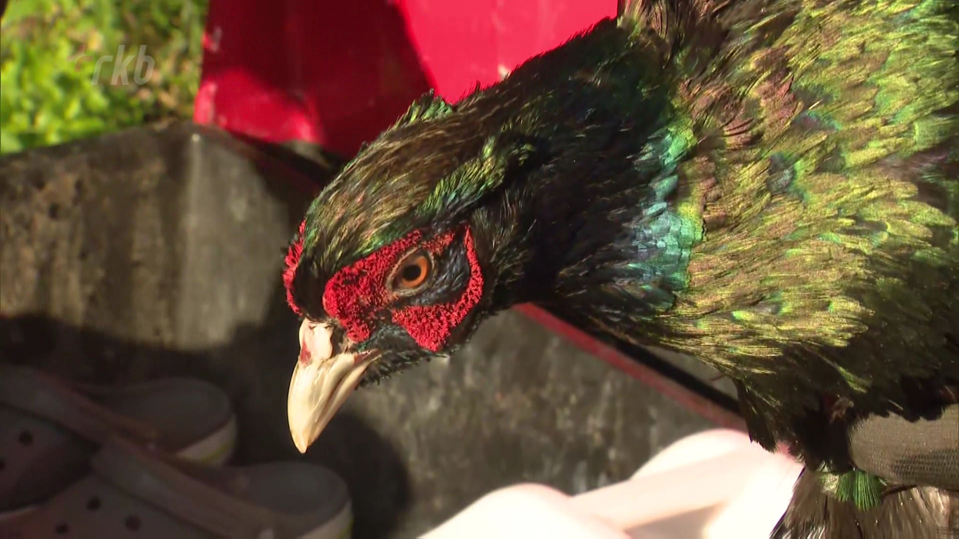 国鳥の「ニホンキジ」150羽を放鳥、自然界で繁殖することを期待 RKBオンライン